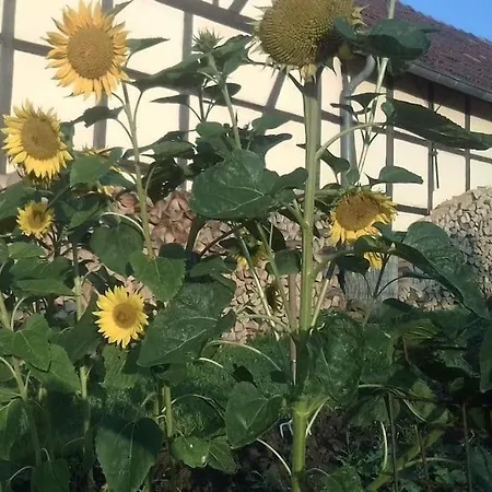 Loft Eifel Idylle アパート