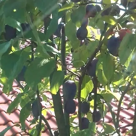 Loft Eifel Idylle アパート