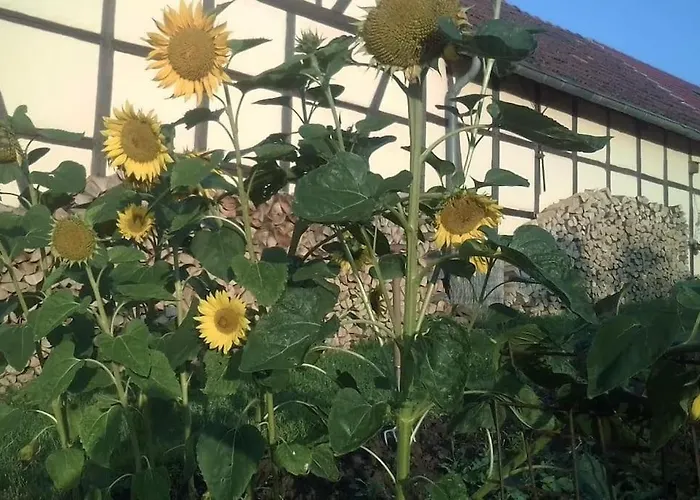 Loft Eifel Idylle Apartmán